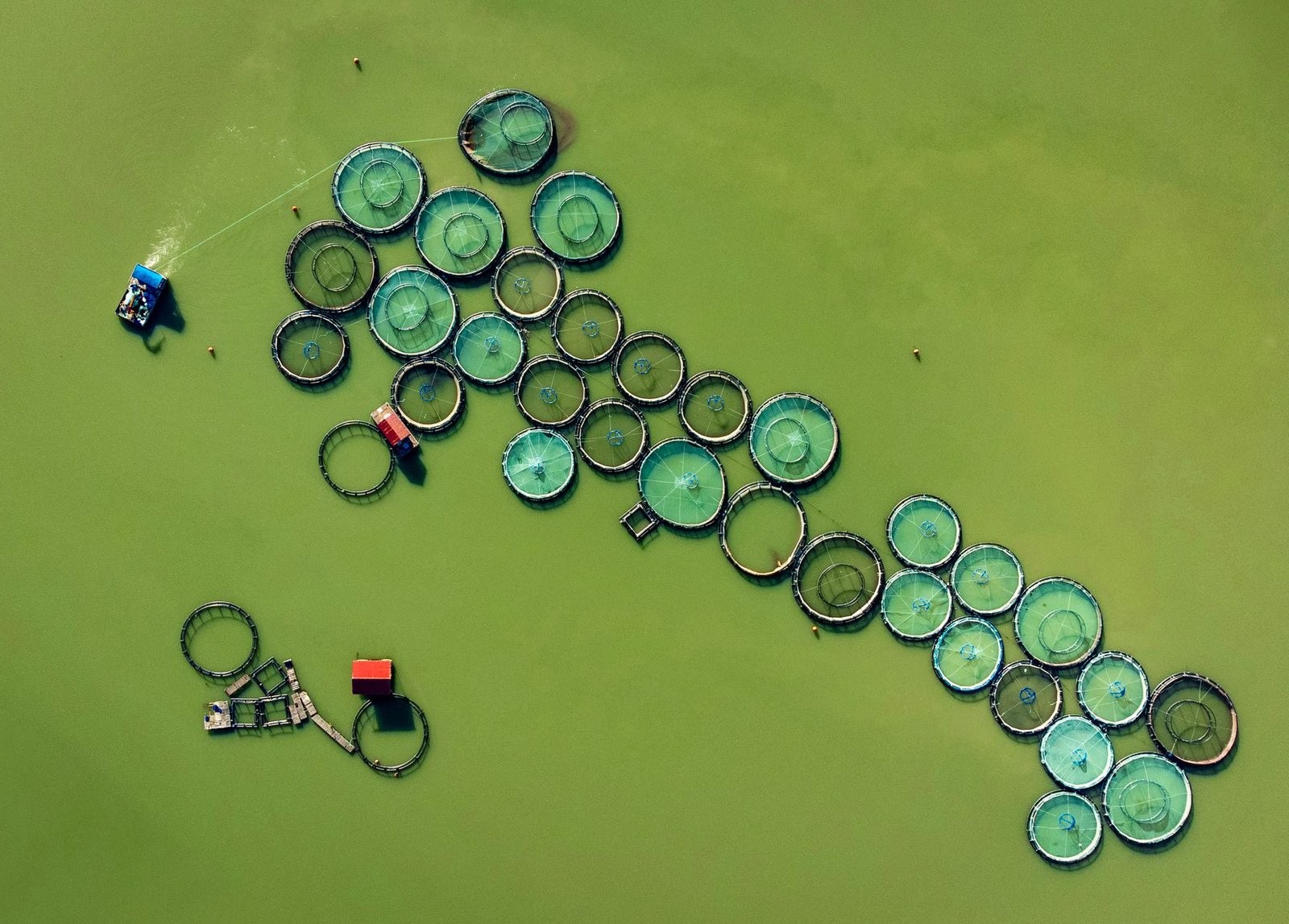 Aquicultura e piscicultura